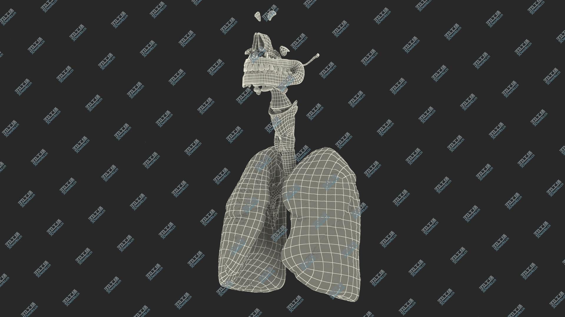 images/goods_img/20210319/3D Human Full Respiratory System/4.jpg